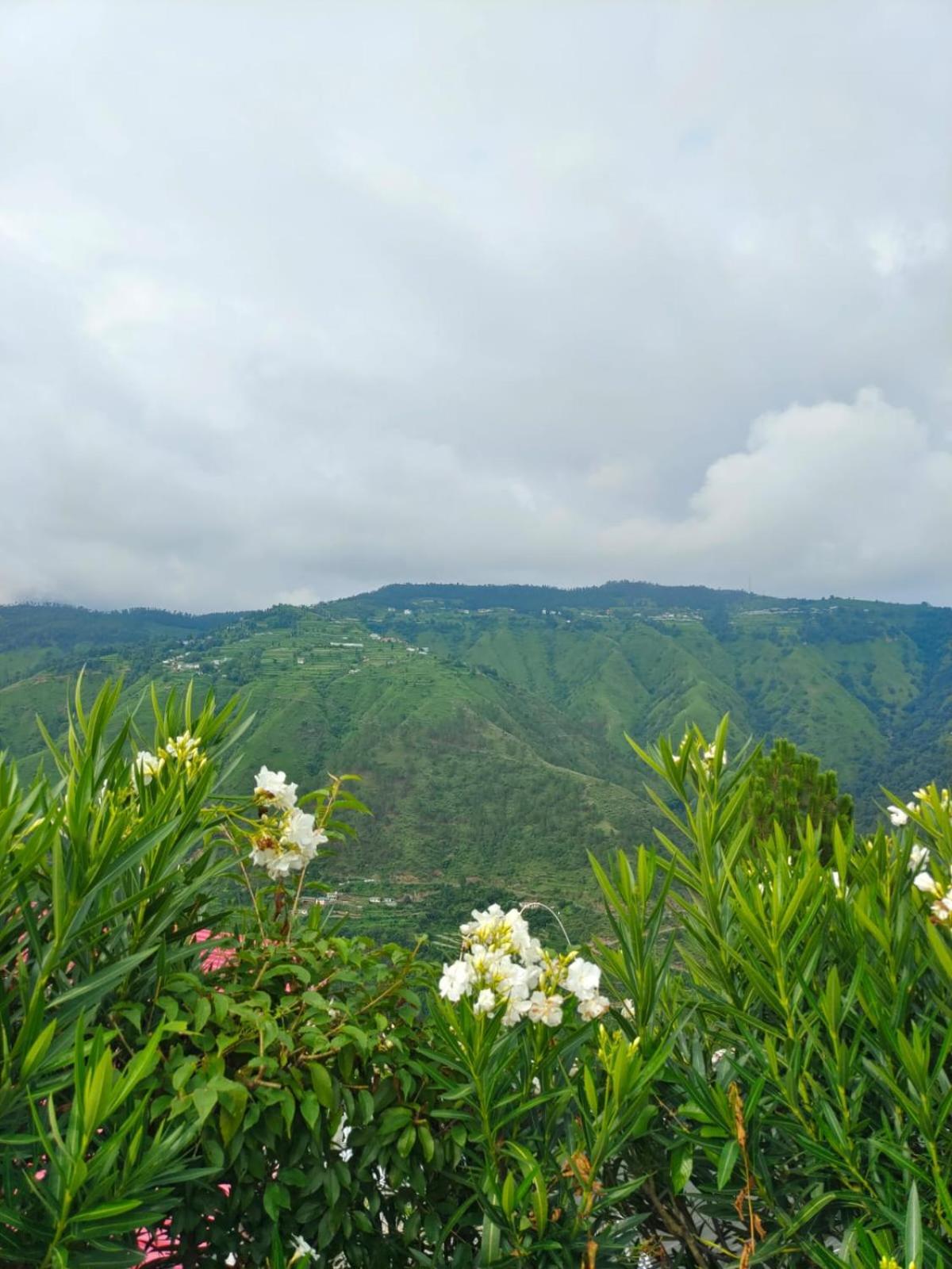 Little Heart Resort Chail Eksteriør billede